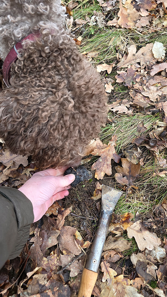 Tr&uuml;ffel-Training mit Hund