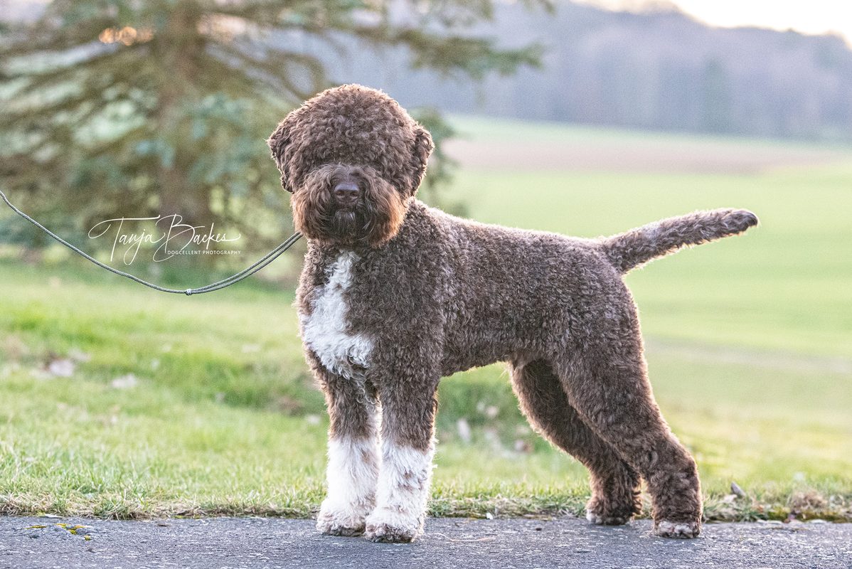 Hundefotografie Portfolio