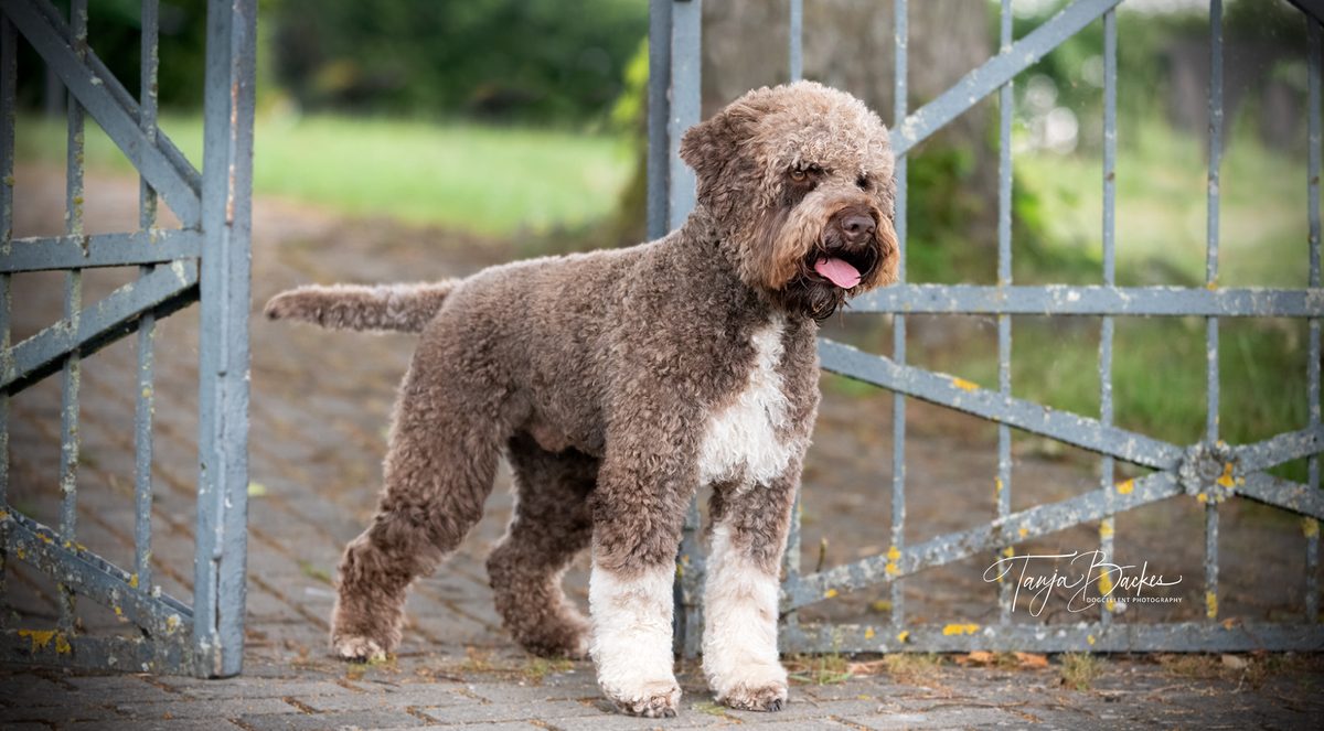 Hundefotografie Portfolio