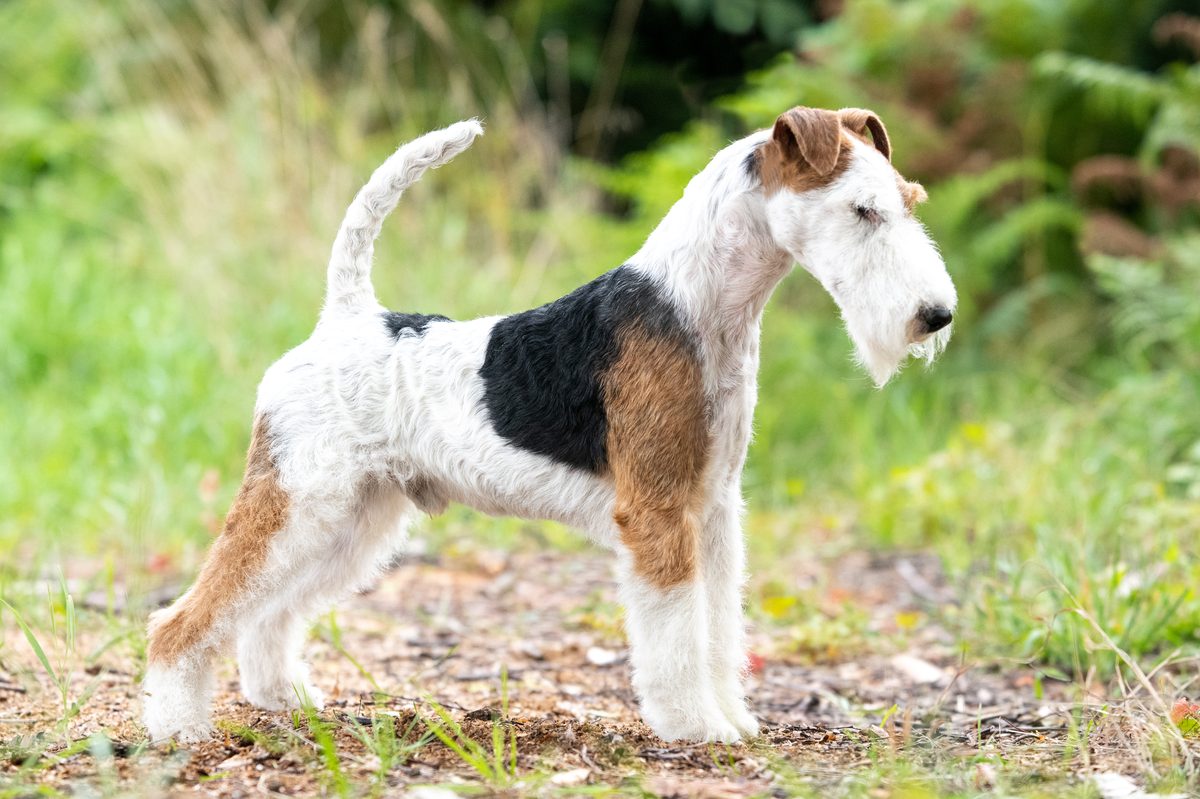 Hundefotografie Portfolio