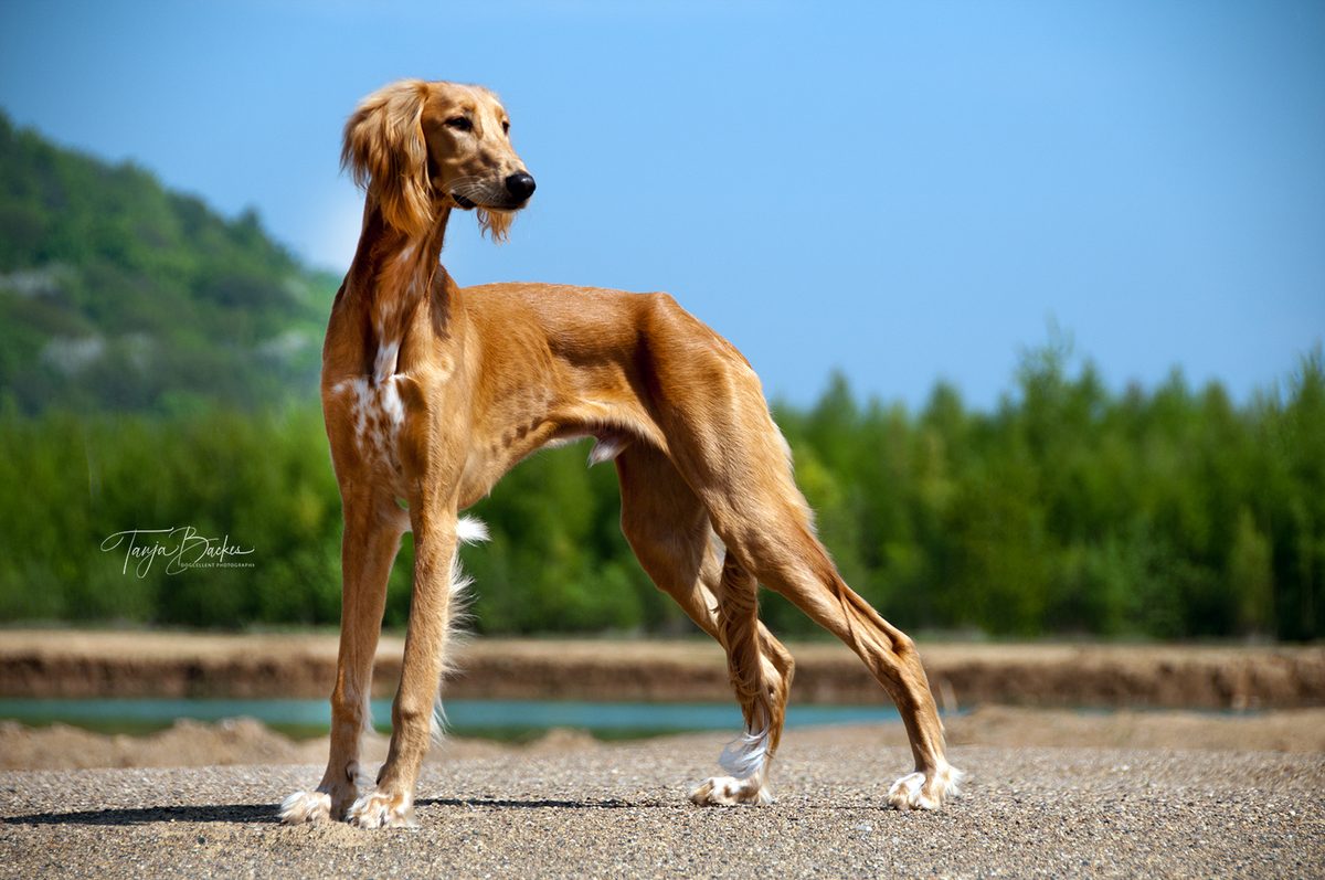 Hundefotografie Portfolio