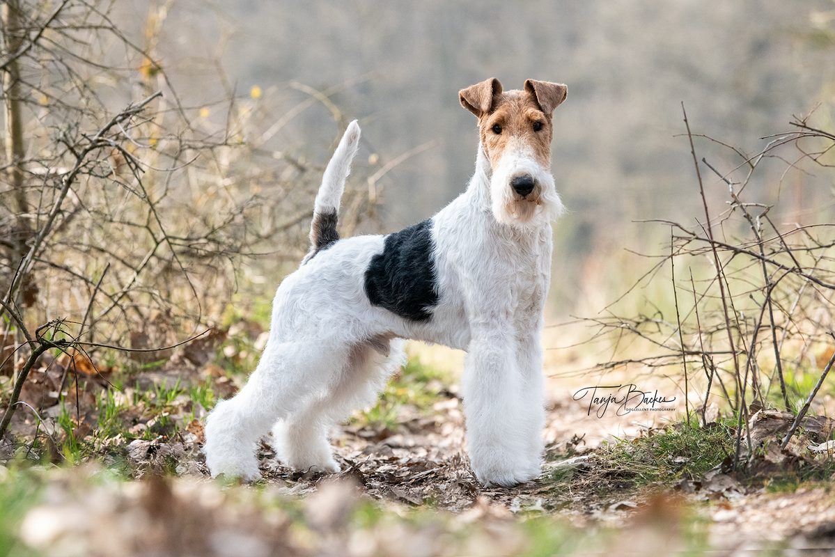 Hundefotografie Portfolio