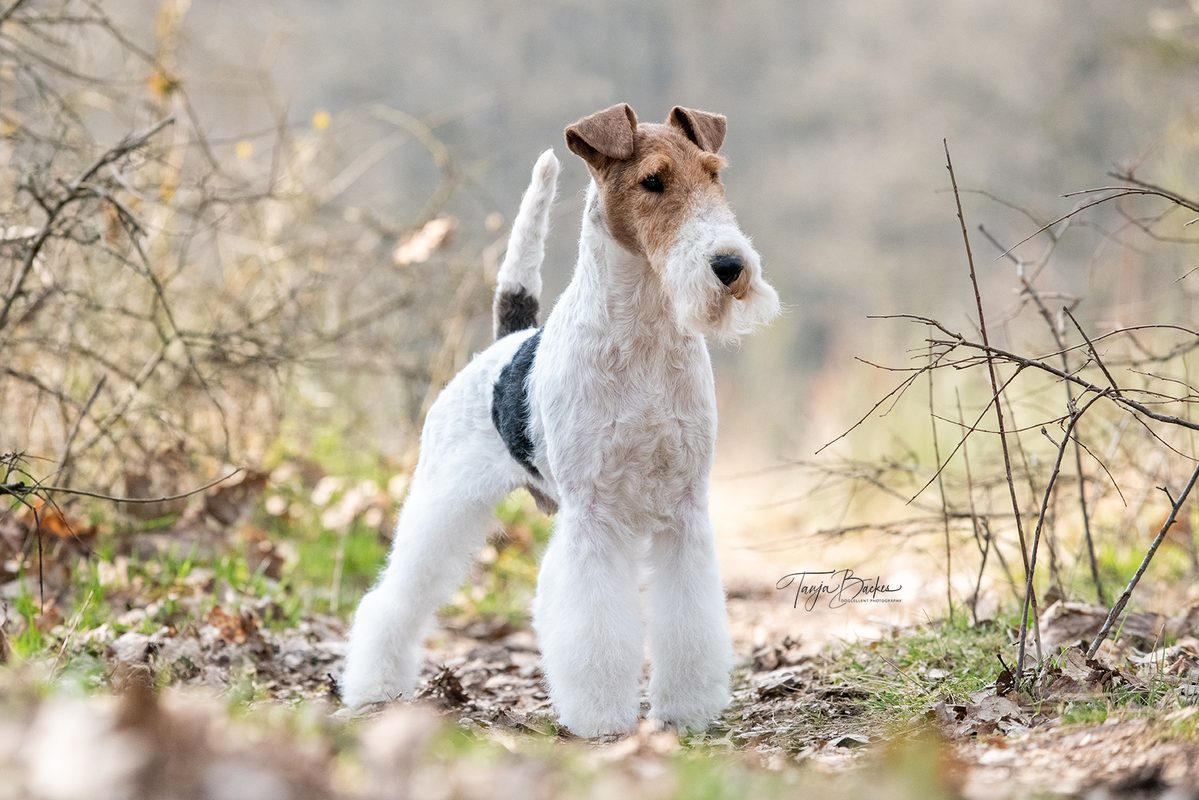 Hundefotografie Portfolio