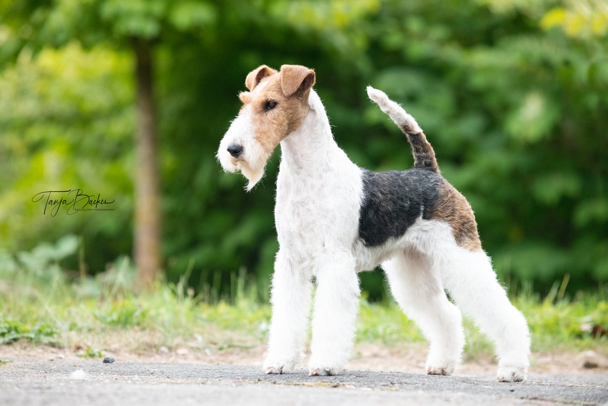 Hundefotografie Portfolio