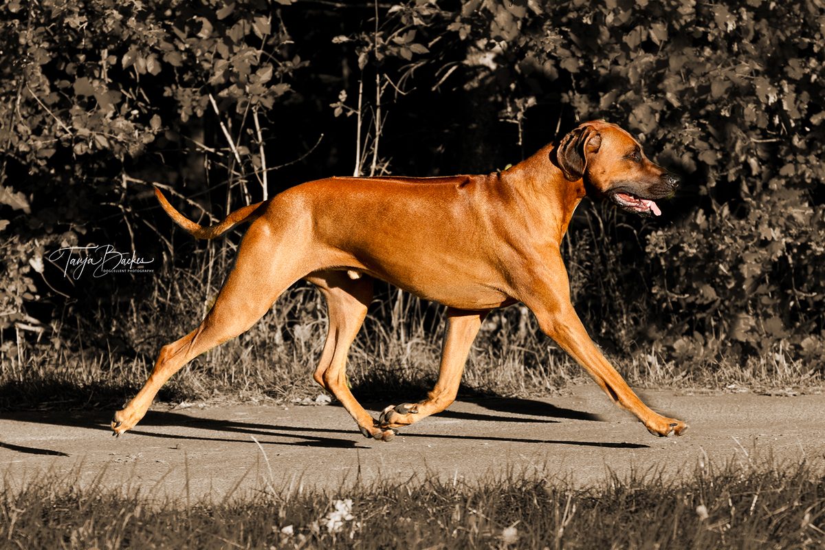 Hundefotografie Portfolio