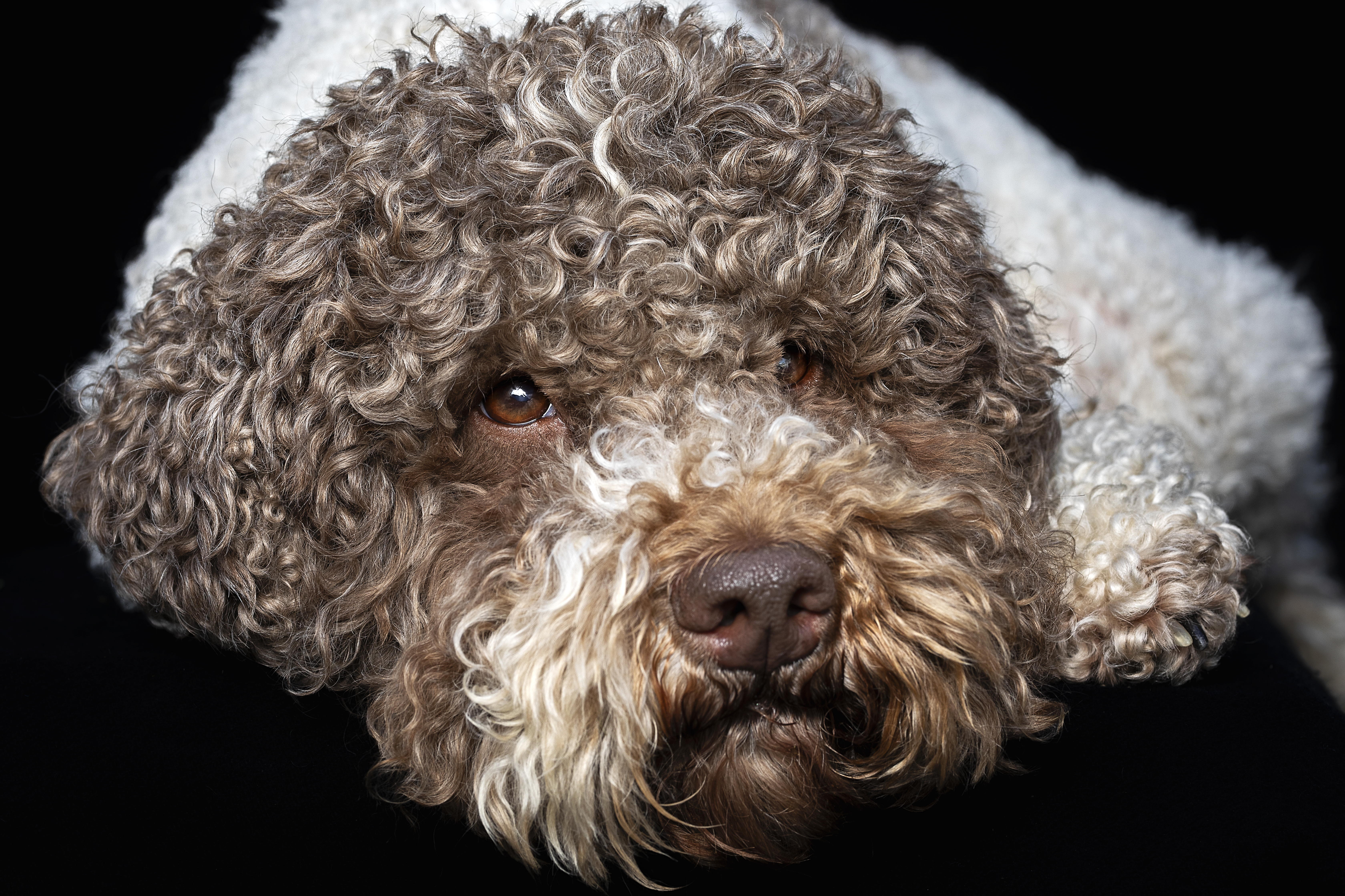 Tr&uuml;ffel-Seminar mit Lagotto